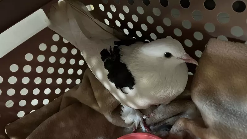 Южноуральский голубь уснул на чужом подоконнике
