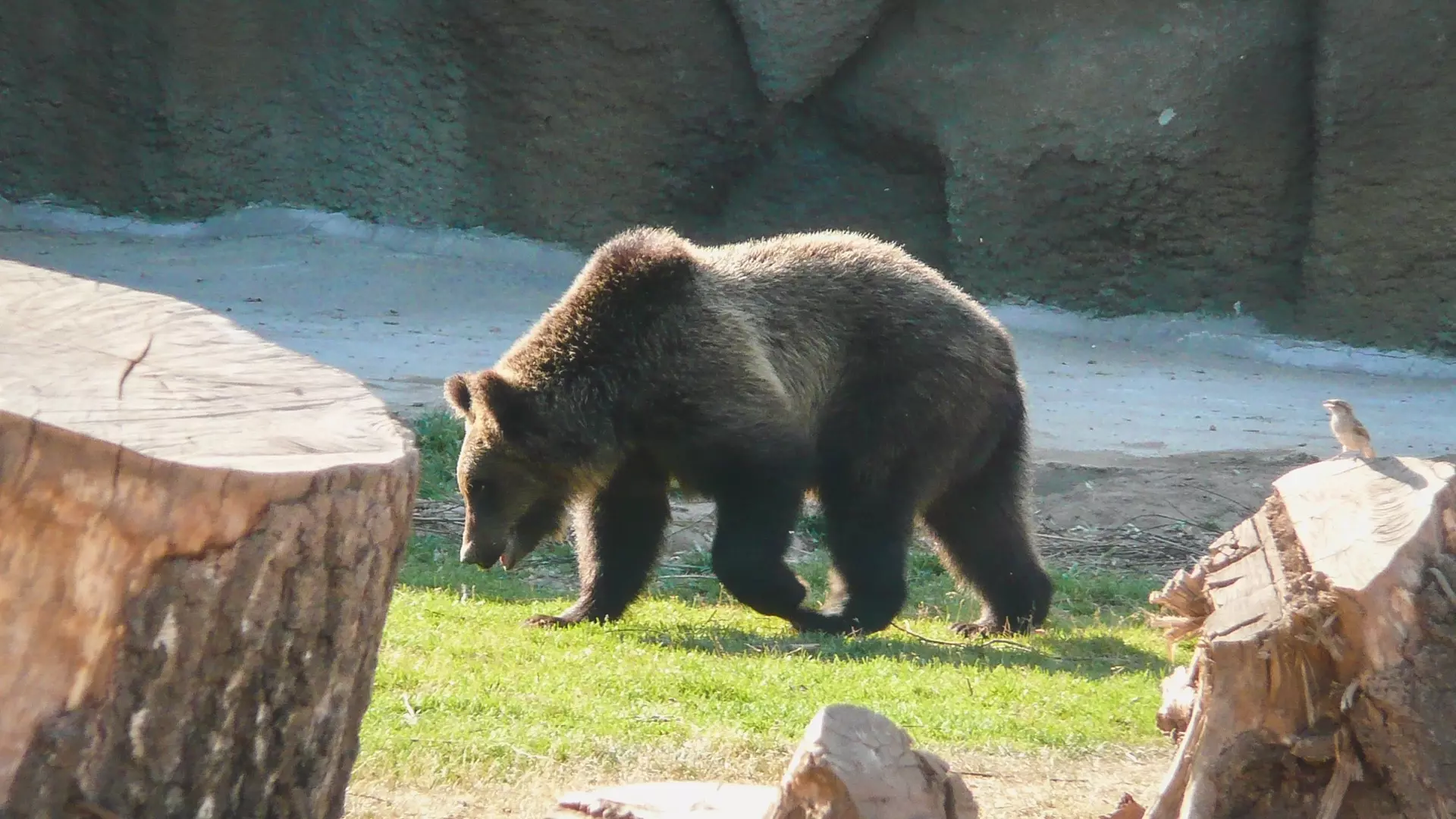 Челябинец покормил медведя сосисками и жвачкой в зоопарке, нарушив правила